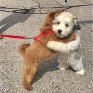 Meet your Posher, Chris-ally